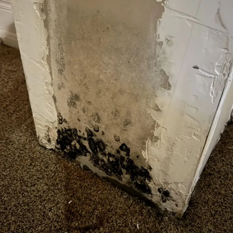 Professional Mold Removal in Benicia, CA